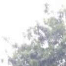 Logo of Northampton Treework