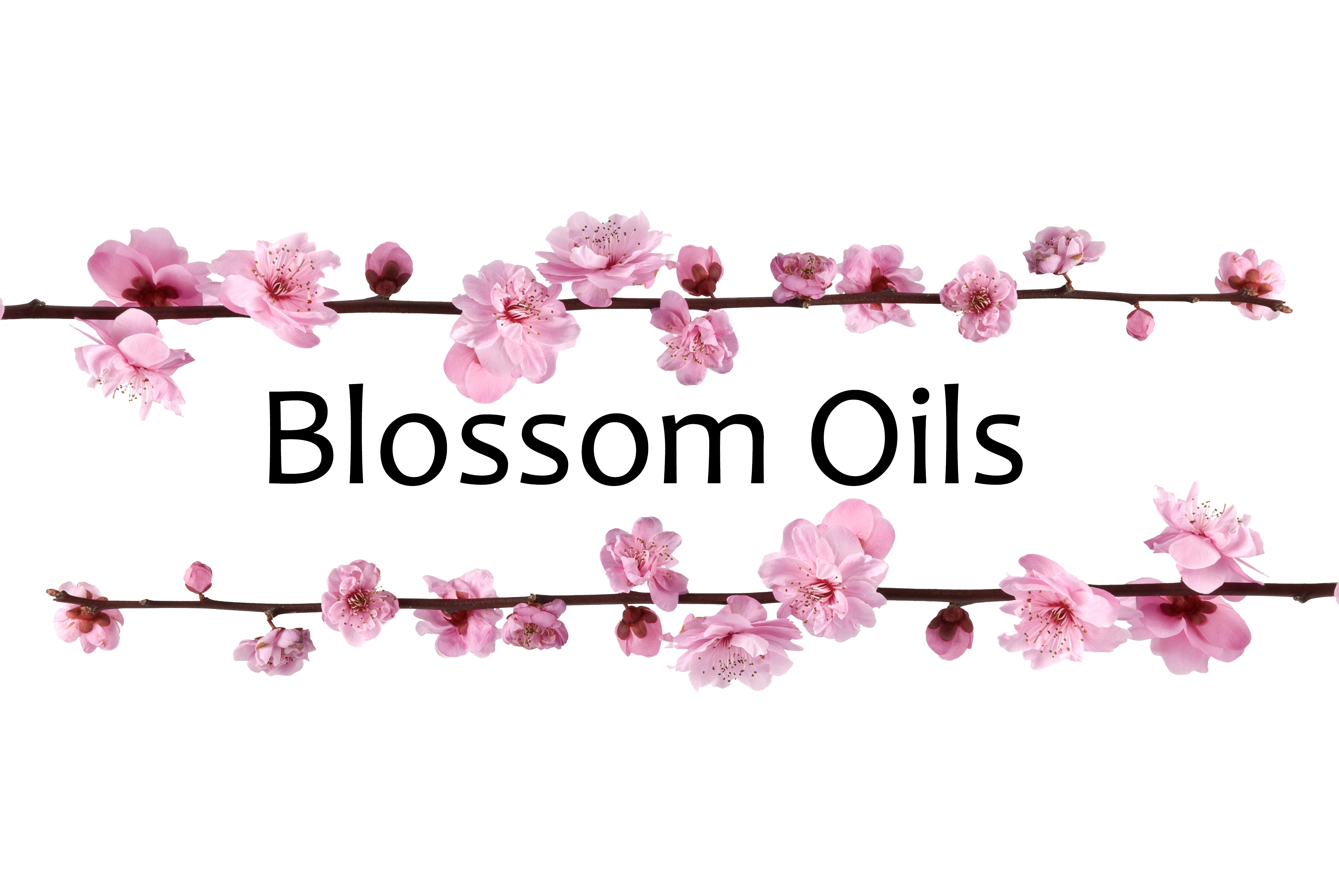 Logo of Blossom Oils Ltd Candle Mnfrs And Suppliers In Swadlincote, Derbyshire Logo of Blossom Oils Ltd Candle Mnfrs And Suppliers In Swadlincote, Derbyshire