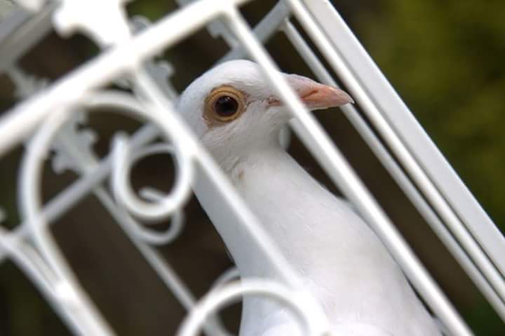 Logo of Wedding Doves Uk Wedding Services In Jarrow, Tyne And Wear Logo of Wedding Doves Uk Wedding Services In Jarrow, Tyne And Wear