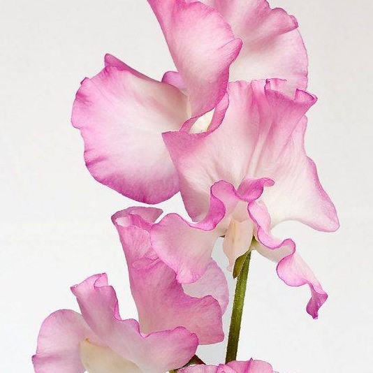 Logo of Sweet Pea Florist Redcar Florists In Redcar, North Yorkshire Logo of Sweet Pea Florist Redcar Florists In Redcar, North Yorkshire