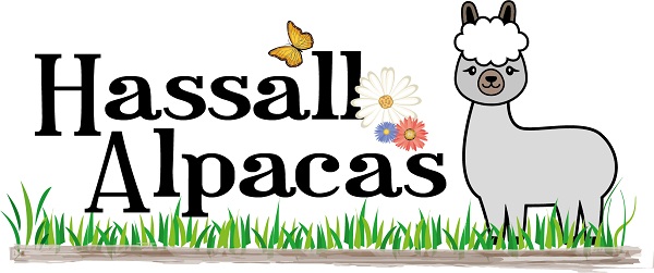 Logo of Hassall Alpacas Tourist Attractions In Cheshire Logo of Hassall Alpacas Tourist Attractions In Cheshire