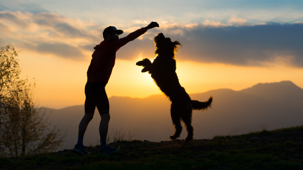 Logo of Goody 4 paws
