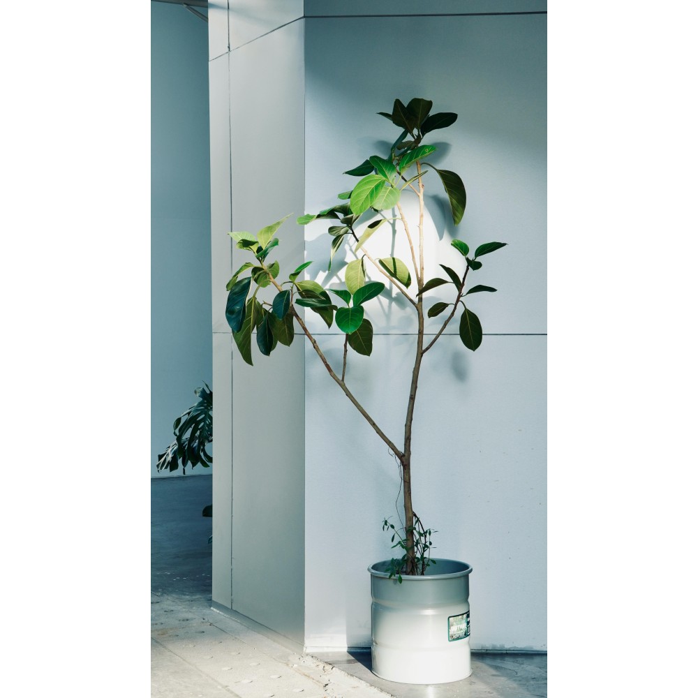 Logo of Botanapp