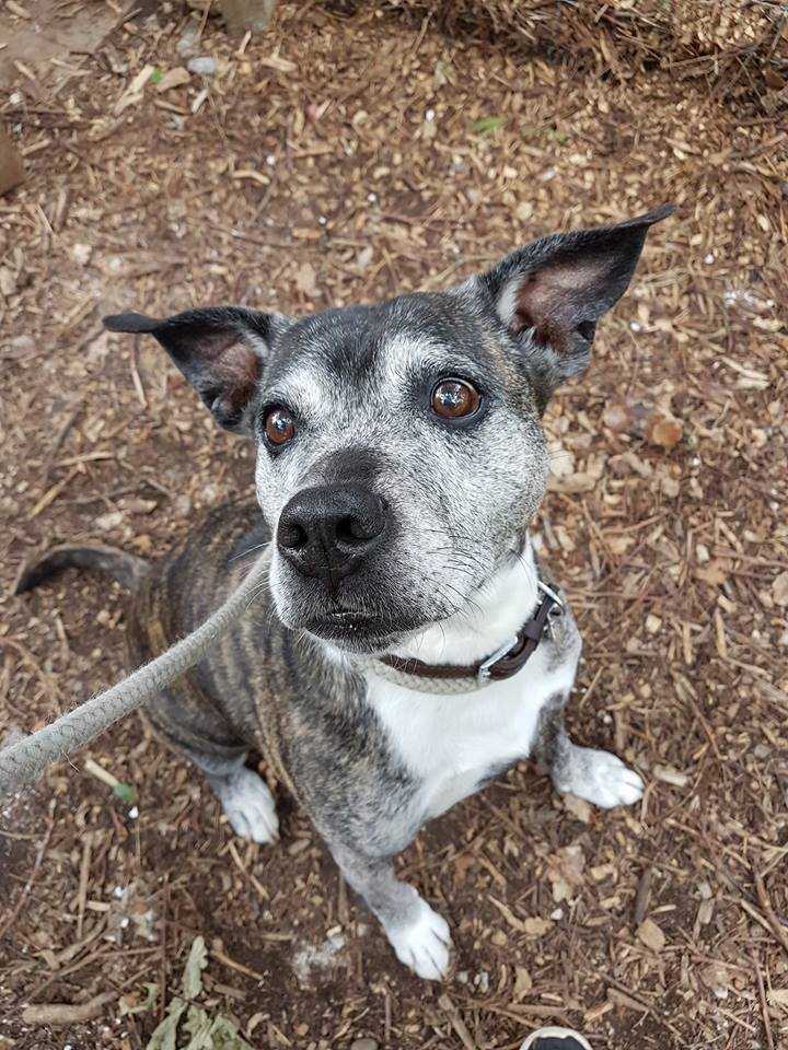 K9 Kindergarten Dog Training in Canterbury, Kent