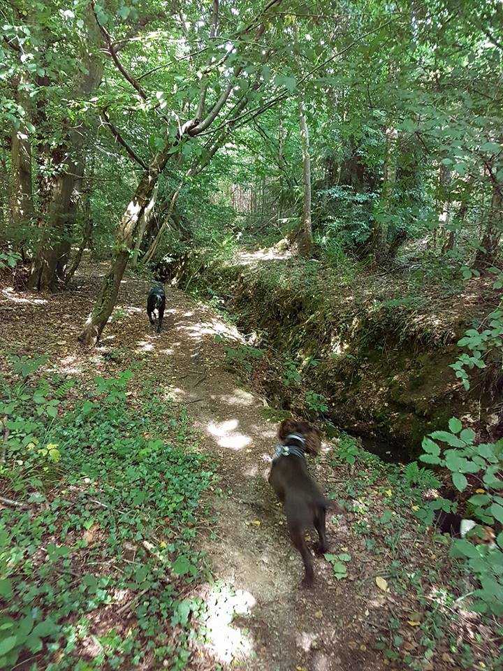 K9 Kindergarten Dog Training in Canterbury, Kent