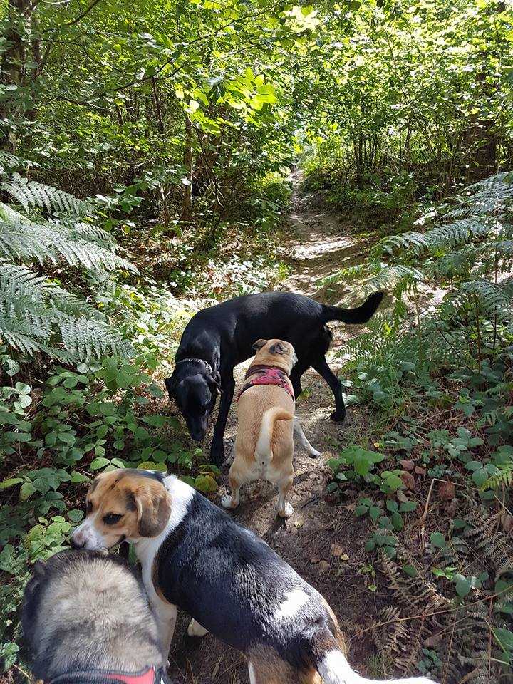 K9 Kindergarten Dog Training in Canterbury, Kent