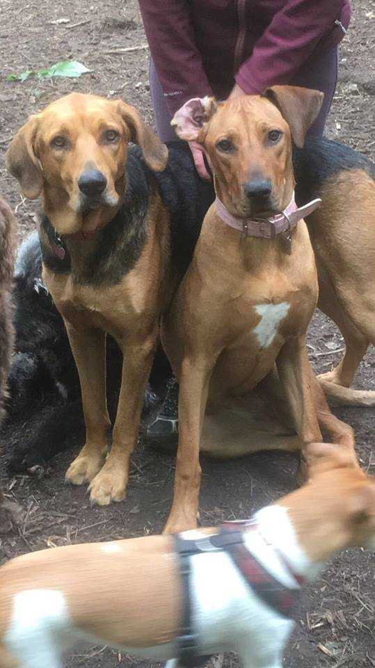 K9 Kindergarten Dog Training in Canterbury, Kent