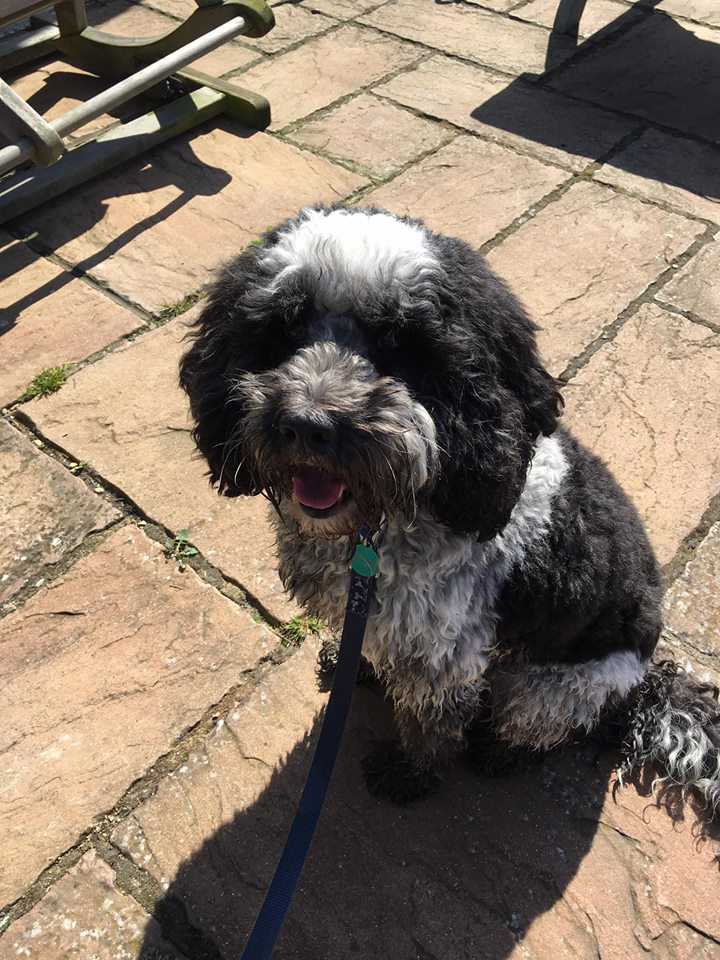 K9 Kindergarten Dog Training in Canterbury, Kent