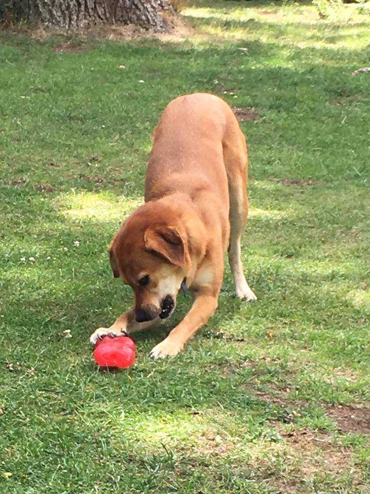 K9 Kindergarten Dog Training in Canterbury, Kent