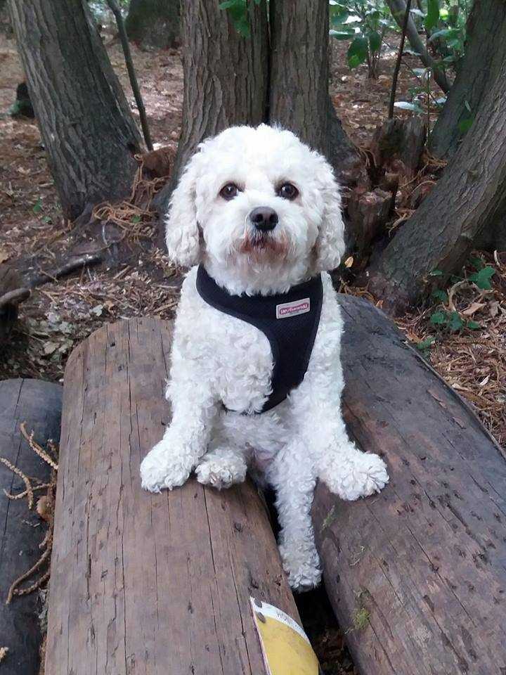 K9 Kindergarten Dog Training in Canterbury, Kent