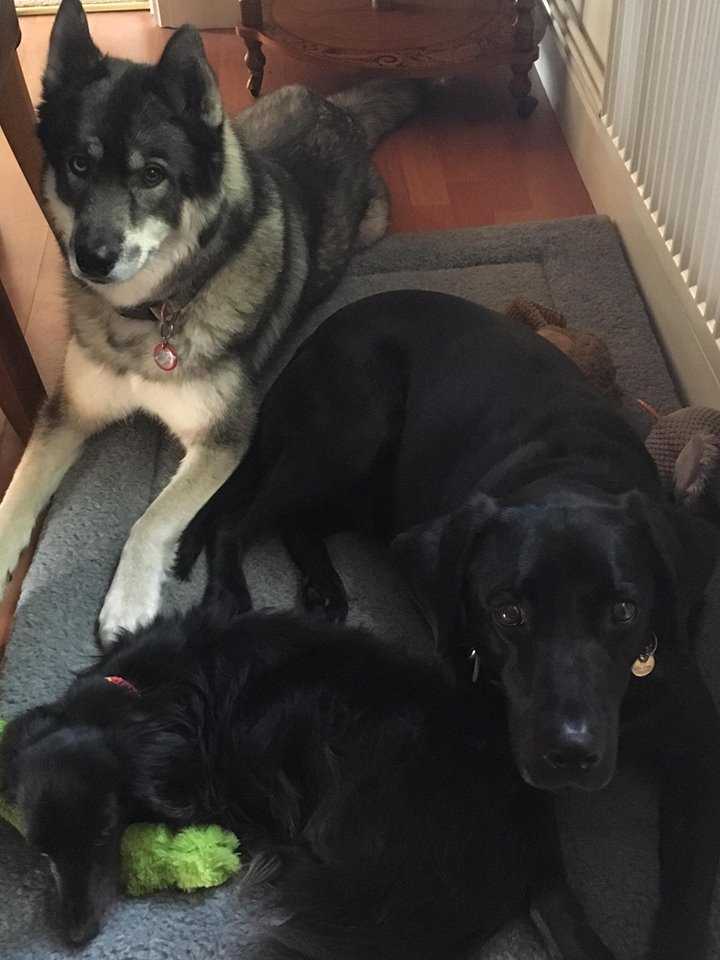 K9 Kindergarten Dog Training in Canterbury, Kent