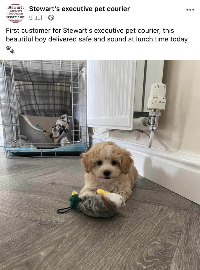 Stewarts Executive Pet Courier Couriers in Robertsbridge, East Sussex