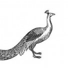 Logo of Vintage Peacock