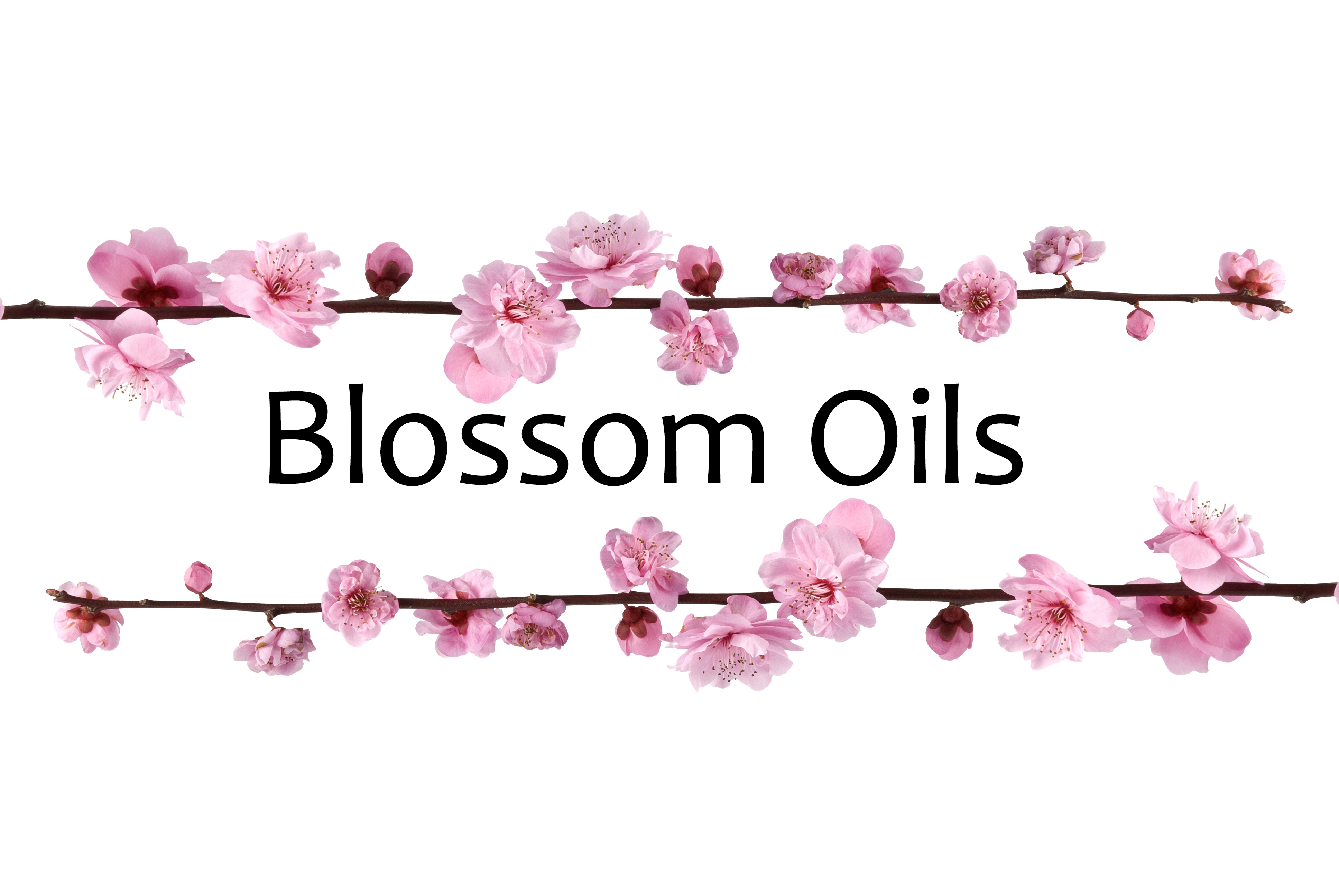 Logo of Blossom Oils Ltd Candle Mnfrs And Suppliers In Swadlincote, Derbyshire