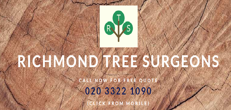 Logo of Richmond Tree Surgeons Landscape Contractors In Richmond Upon Thames, Surrey