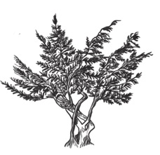 Logo of Pinehill Massage